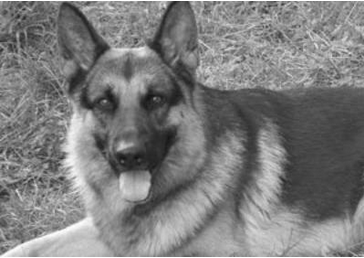 De Fanor a&nbsp;Turista