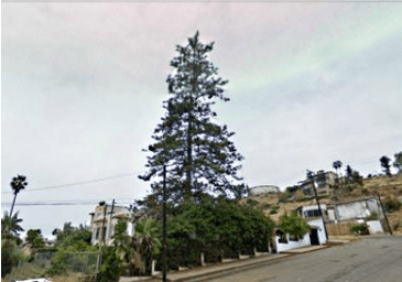 El hijo ensenadense de Lázaro&nbsp;Cárdenas