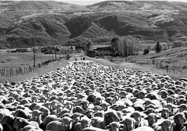 Día de campo en rancho&nbsp;borreguero