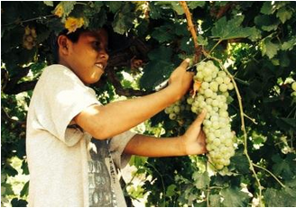 Reflexión sobre fiestas de la&nbsp;vendimia